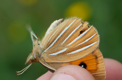 Argyrophenga janitae