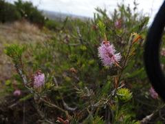 Melaleuca decussata
