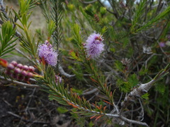 Melaleuca decussata