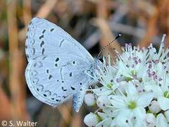 Celastrina idella