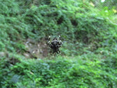 Araneus angulatus