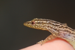 Sphaerodactylus graptolaemus