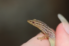 Sphaerodactylus graptolaemus