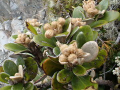 Brachyglottis bidwillii