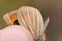 Argyrophenga janitae