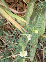 Vicia lutea