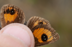 Argyrophenga janitae