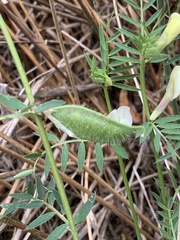 Vicia lutea