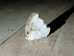 Junonia atlites atlites
