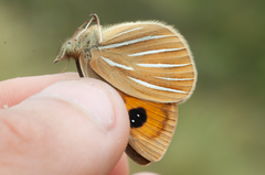 Argyrophenga janitae