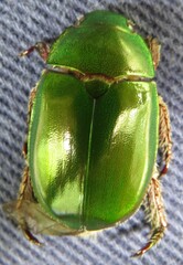 Anoplognathus punctulatus