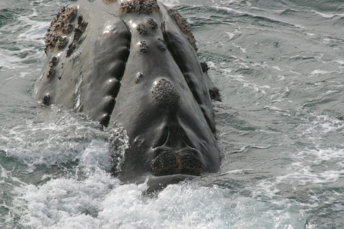 Southern Right Whale, photo 10 of 10
