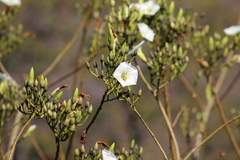 Ipomoea intrapilosa