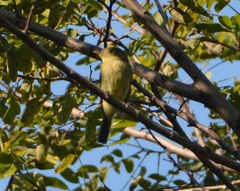 Empidonax flaviventris