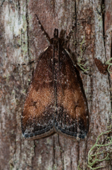 Eudonia asterisca