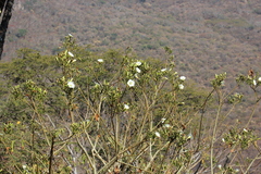 Ipomoea intrapilosa