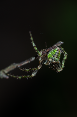 Cryptaranea subcompta