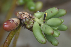 Chauliognathus sydneyanus