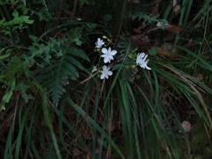 Libertia