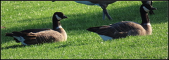 Branta hutchinsii leucopareia