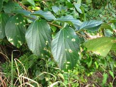 Celtis sinensis