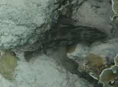 Cephalopholis cruentata