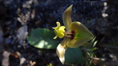 Chiloglottis chlorantha