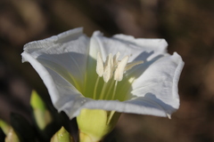 Ipomoea intrapilosa