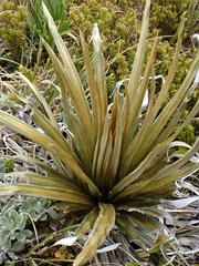 Celmisia armstrongii