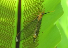 Nymphes
