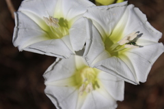 Ipomoea intrapilosa