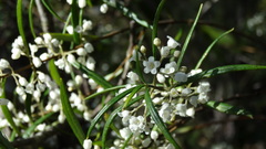 Logania albiflora