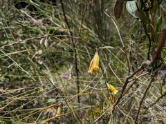 Marianthus bignoniaceus
