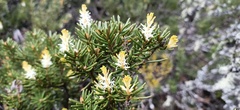 Orites revolutus