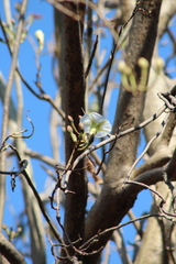 Ipomoea intrapilosa