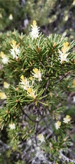 Orites revolutus