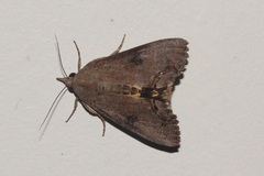 Hypocala deflorata