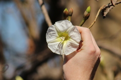 Ipomoea intrapilosa