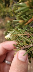 Orites revolutus