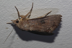 Hypocala deflorata