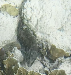 Cephalopholis cruentata