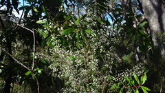 Logania albiflora