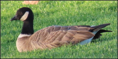 Branta hutchinsii leucopareia