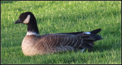 Branta hutchinsii leucopareia