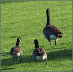 Branta hutchinsii leucopareia