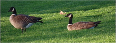 Branta hutchinsii leucopareia