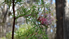Grevillea rivularis