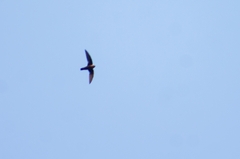 Streptoprocne rutila