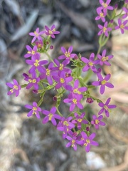 Centaurium tenuiflorum