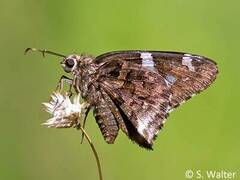 Codatractus arizonensis